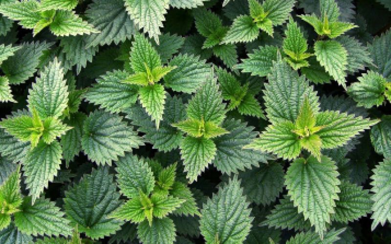 Nettle: Its Therapeutic Properties You Need to Know