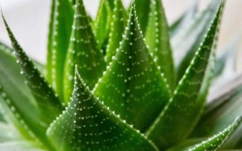 Aloe, the "magic" plant 